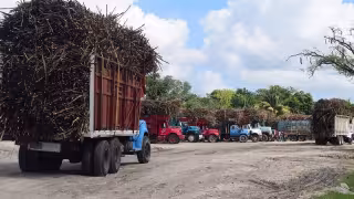 Cañeros buscan mano de obra para zafra 2024-2025.