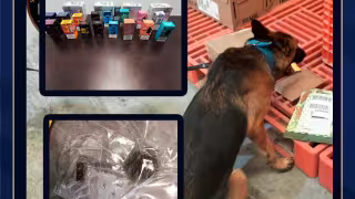 Con el olfato fino: “Lázar" y “Rex" descubren droga y 35 vapeadores en paquetería de Campeche