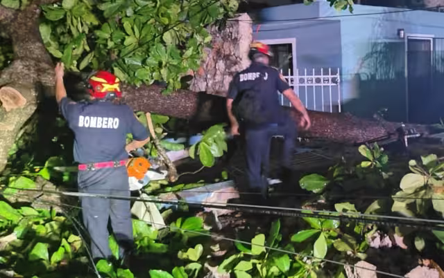 Durante las lluvias es común que árboles y ramas caigan sobre las vialidades