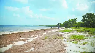  Sargazo invade playas de Yucatán:  en Chabihau y Santa Clara causa malos olores y genera preocupación