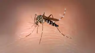 Yucatán y Quintana Roo concentran todos los casos de chikungunya reportados este año en México