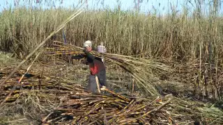 Por crisis, dejan más de  127 mil toneladas de caña sin cosechar en Chetumal