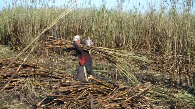 La falta de obreros y mal clima causó que no se pudiera levantar toda la producción en el periodo extra