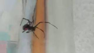 Hallan una araña viuda negra escondida entre escombros en un predio en Chicxulub Puerto
