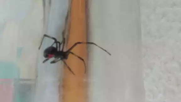 El arácnido estaba en la  terraza de una vivienda.
