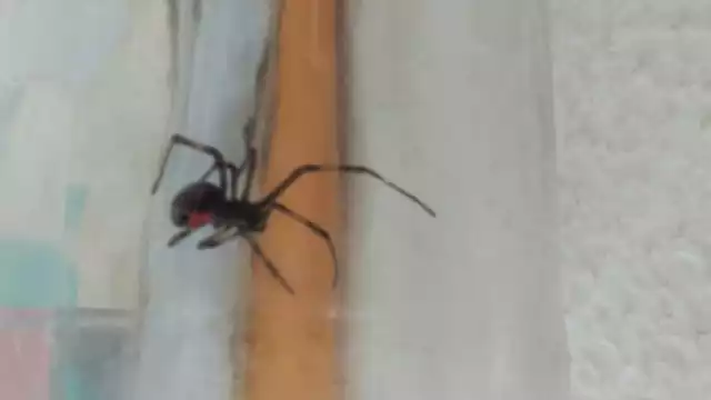 El arácnido estaba en la  terraza de una vivienda.