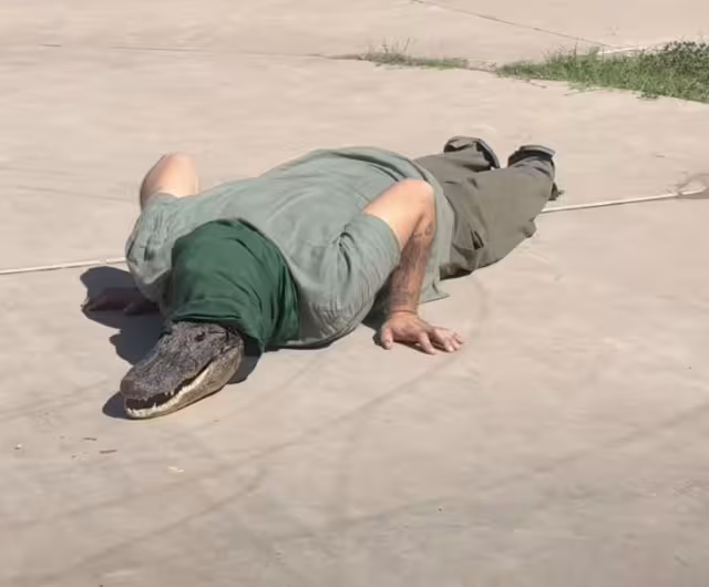 Therian cocodrilo en México