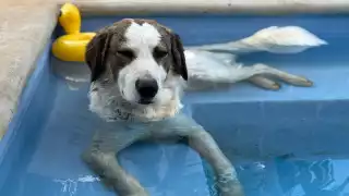 El presunto responsable había amenazado previamente con cometer actos de crueldad contra el animal