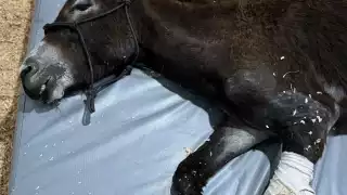 El hombre que le quemó la pata a Olivia aun sigue sin ser detenido