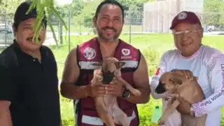  Entre sogas y esfuerzo, salvan a lomito atrapado en drenaje en Escárcega 