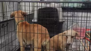 Llaman a cuidar y esterilizar mascotas para evitar sanciones