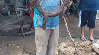 El lagarto ingresaba al gallinero a comerse a las aves