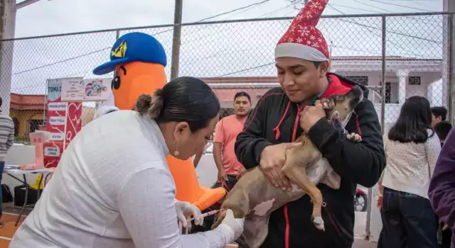 La SSa por su parte mantiene campañas de vacunación de animales domésficos e informó que fueron esterilizados tres mil 310 caninos y felinos el año anterior.