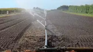 En el rancho "Las Tres Princesas" de Quintana Roo implementan sistema de riego.