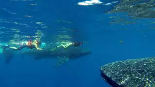 Isla Mujeres: Balance negativo en tours de avistamiento del tiburón ballena