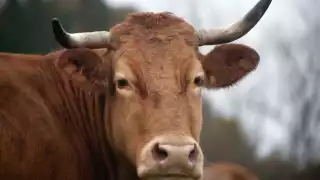 Plan piloto en Yucatán busca frenar al gusano barrenador del ganado