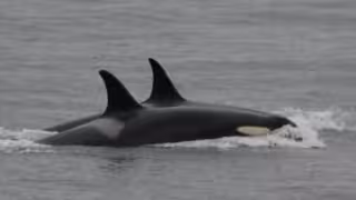 Una orca adulta sujetó al pez por la aleta caudal y lo soltó segundos antes de que otra lo golpeara a gran velocidad