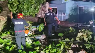 Durante las lluvias es común que árboles y ramas caigan sobre las vialidades