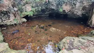 Cenote de la región 230 de Cancún en peligro por altos niveles de contaminación