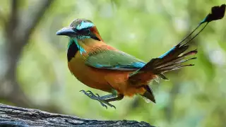   Instante preciso: captan a pájaro toh realizando salto en Mérida   