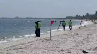 Especialista de Yucatán alerta: El boom inmobiliario  en la costa elimina ecosistemas que protegen de crisis como la marea roja