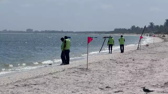 La conservación de manglares no es un lujo ambientalista, garantiza salud y estabilidad económica
