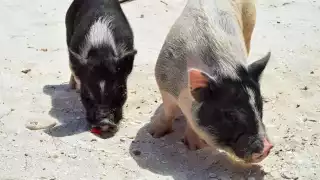 Playa de los Cerditos en Progreso, la preferida en el Verano  en Yucatán
