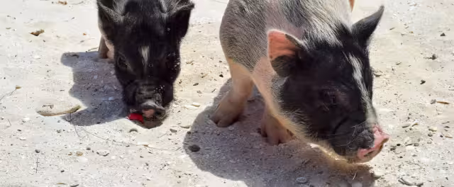 Los cerditos residentes atraen a los turistas y reciben cuidados especiales para no estresarse