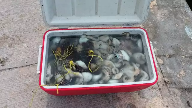 Más de 80 embarcaciones de Chabihau zarpan todos los días para capturar ejemplares de molusco