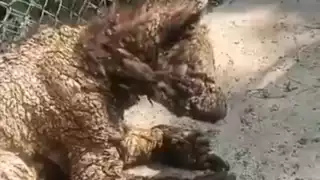 En la grabación es notable que la osa bebé ha tenido un mal cautiverio y está inmunosuprimida o con defensas bajas por desnutrición