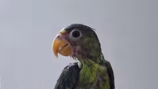 La organización recordó que tener estas aves como mascotas es una actividad ilegal en México.