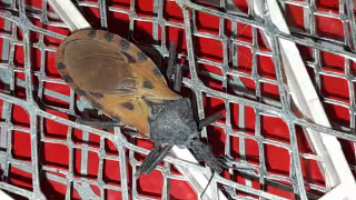 Detectan chinches besuconas en Calkiní; alertan por riesgo de Chagas