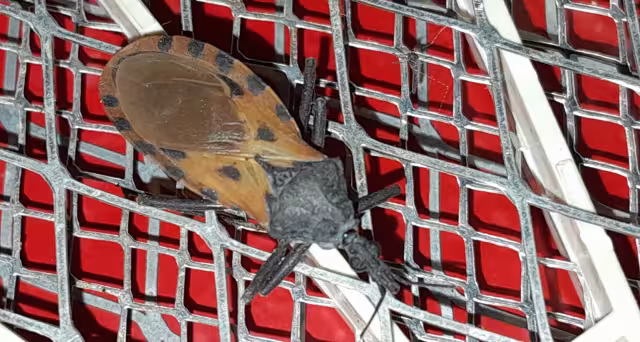 Presencia de “Pic” en predios urbanos preocupa a vecinos de Champotón