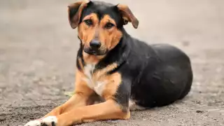 En varios municipios de Yucatán reportaron el envenenamiento de perros, lo que alarma a la población