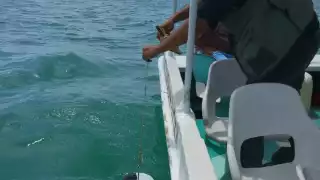 Investigadores del Cinvestav analizaron la calidad del agua frente a Dzilam de Bravo