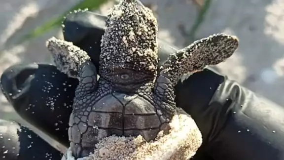 Hallan tortuga marina atrapada en plástico en Campeche; exigen frenar contaminación Hallan tortuga marina atrapada en plástico en Campeche; exigen frenar contaminación