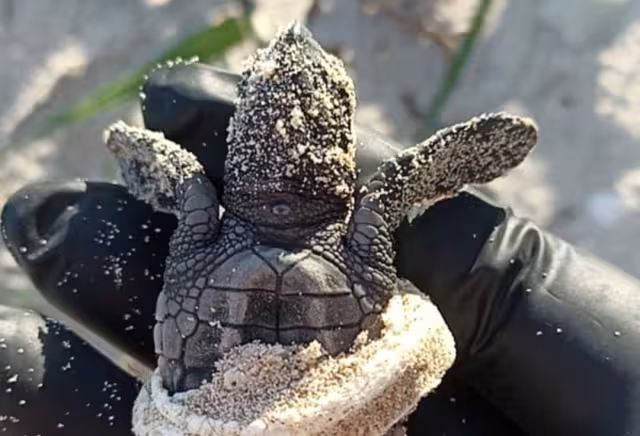 Hallan tortuga marina atrapada en plástico en Campeche; exigen frenar contaminación