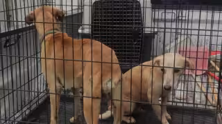 ¿Mascotas sin cuidado? Hacen barrido de animales callejeros en Campeche