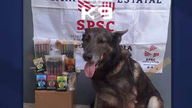 Perro policía Danco detecta sustancias ilícitas en paquetería de Campeche