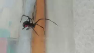 El arácnido estaba en la  terraza de una vivienda.