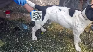 La Dirección de Desarrollo Rural actúa ante el aviso ciudadano de gusanos en un perro