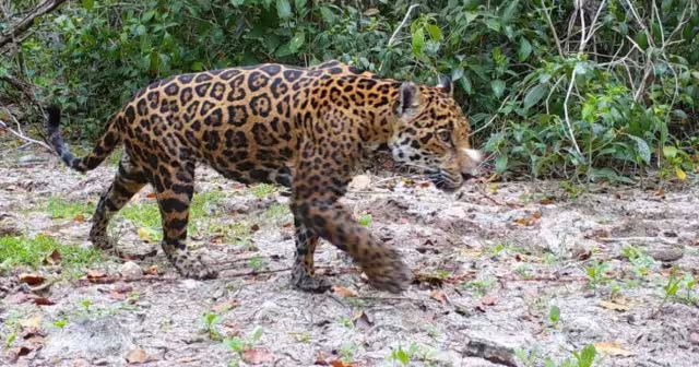 La Semarnat anuncia nuevas estrategias para el cuidado de esta especie en la Península de Yucatán