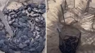 Profepa descarta negligencia por muerte de 45 crías de tortuga en Playa Media Luna