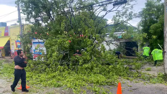 El árbol de huayas cayó pero no desprendió cables El árbol de huayas cayó pero no desprendió cables