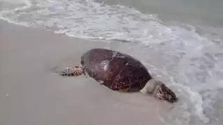 Los quelonios son una especie que deposita sus huevos en las playas; por tanto los litorales deben ser vigilados de forma constante.