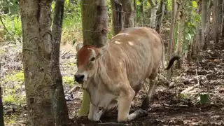 La región presenta un avance cercano al 80% en el control de la plaga