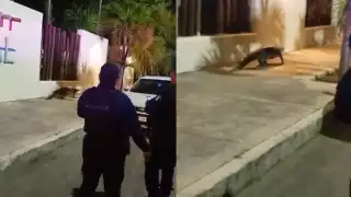 ¡Cuidado con el reptil! Captan a cocodrilo  cerca de la terminal de Ultramar en Cancún:  VIDEO 