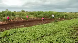 La Seder pondrá en marcha un programa de huertos de traspatio y anuncia otros esquemas