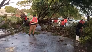 Protección Civil atendió la caída de 13 árboles tras la lluvia del lunes en Campeche.