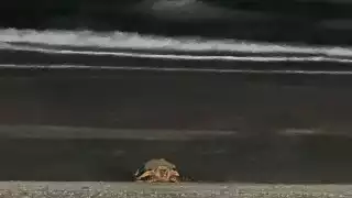 Ambientalistas protegen nido de tortuga carey en Playa Norte